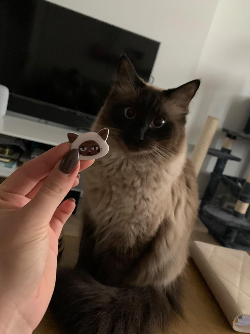 Clay Cat Portraits